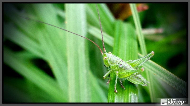 Mr. Grasshopper