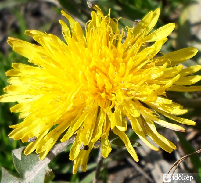 Taraxacum officinale