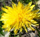 Taraxacum officinale