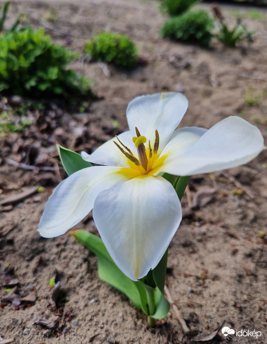 "Kicsit" kinyíltam :)