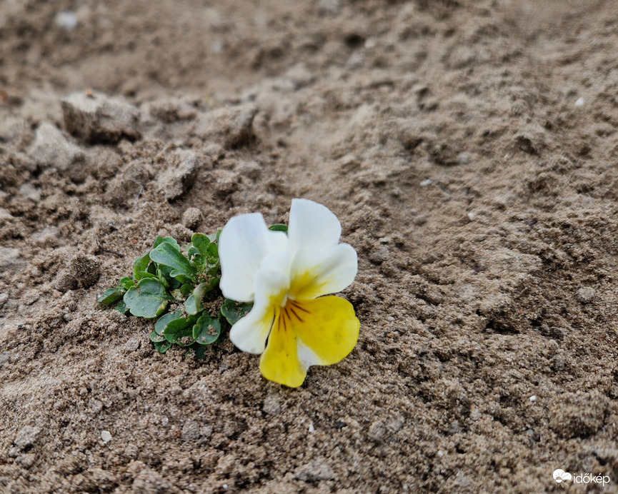 "Egyedül vagyok, kicsi vagyok..." (Vuk)