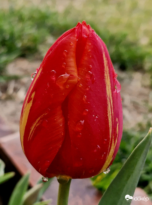 Mint legördülő könnycseppek...