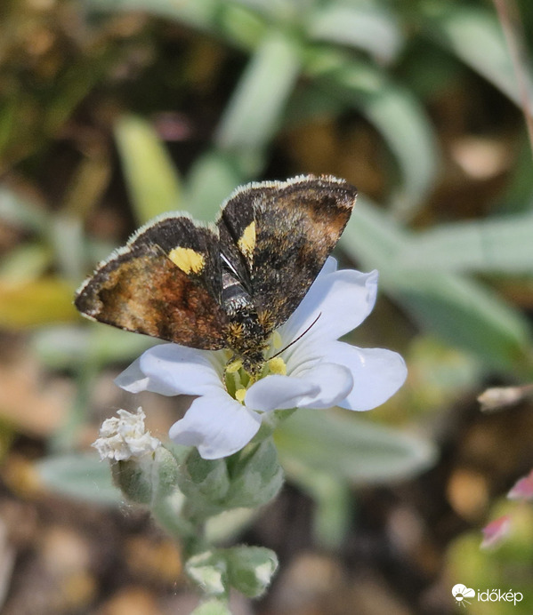 Bársonyos ragyogás 