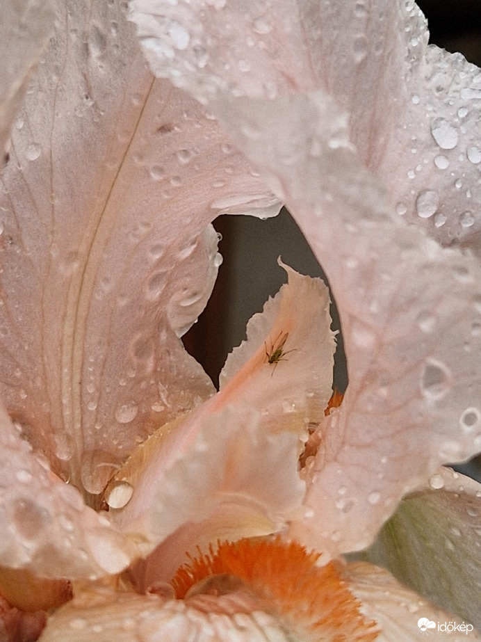 Egy nőszirom belső világa