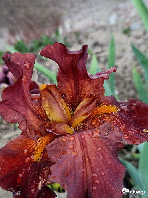 Egy másik nőszirom belső világa 