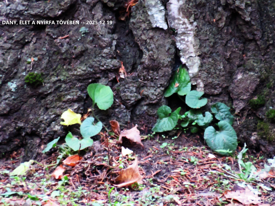 ÉLET A NYÍRFA TÖVÉBEN - ILYENKOR DECEMBERBEN