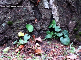 ÉLET A NYÍRFA TÖVÉBEN - ILYENKOR DECEMBERBEN