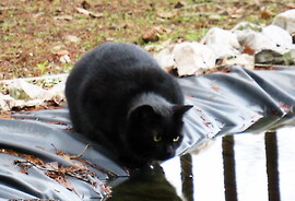 DÁNY, FEKETE CICA A DÍSZ-TÓNÁL HALRÓL ÁLMODOZIK