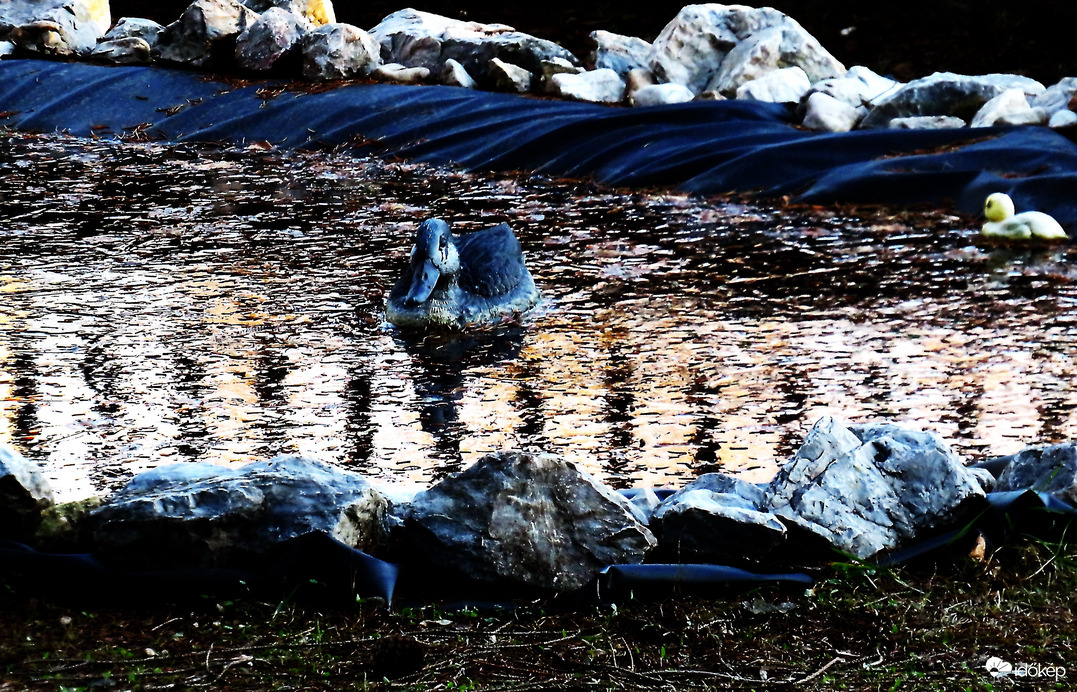 Dány_Dísz-tó, jegesedő víz és új lakó a kép jobboldalán