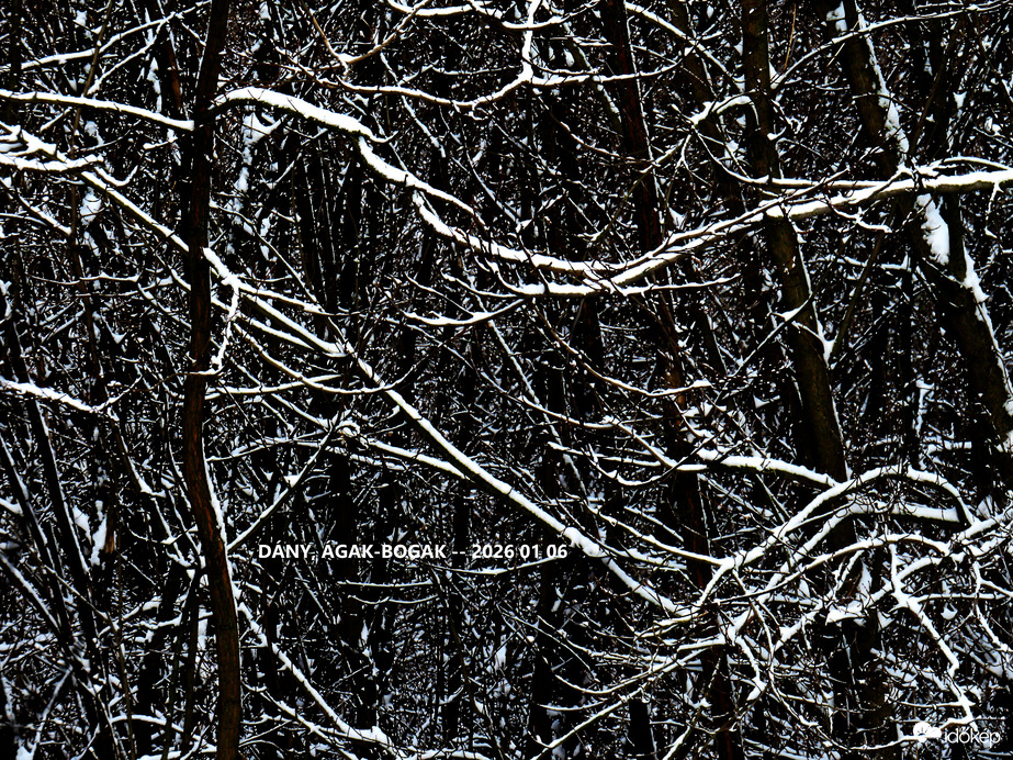 DÁNY, HAVAS ERDŐ (részlet)