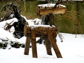 DÁNY, A FALOVACSKA ÁZIK, FÁZIK -- 2026 01 14