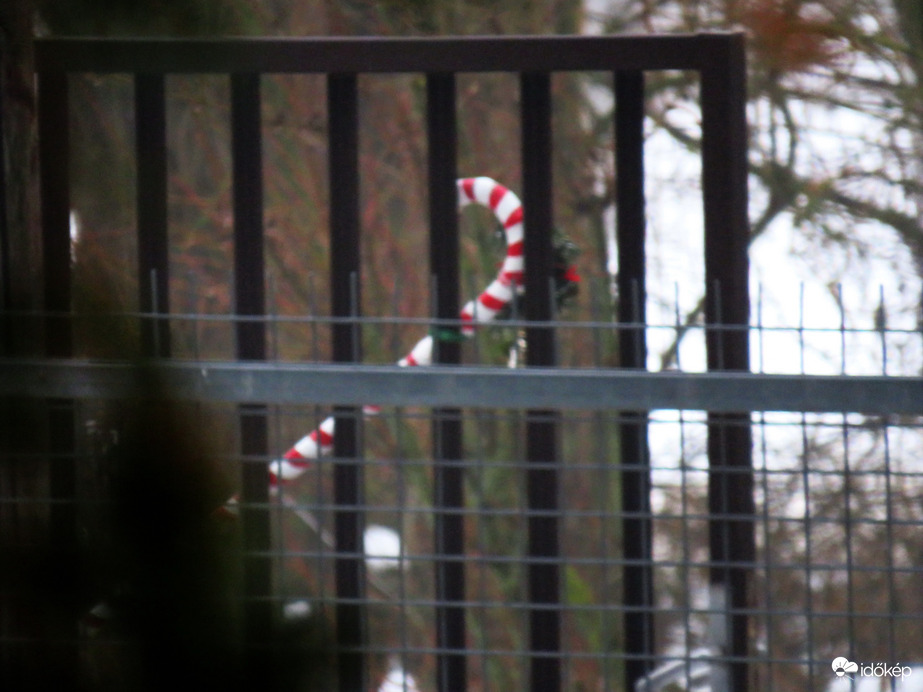 DÁNY, A MIKULÁS ITTFELEJTETT BOTJA --2026 01 17