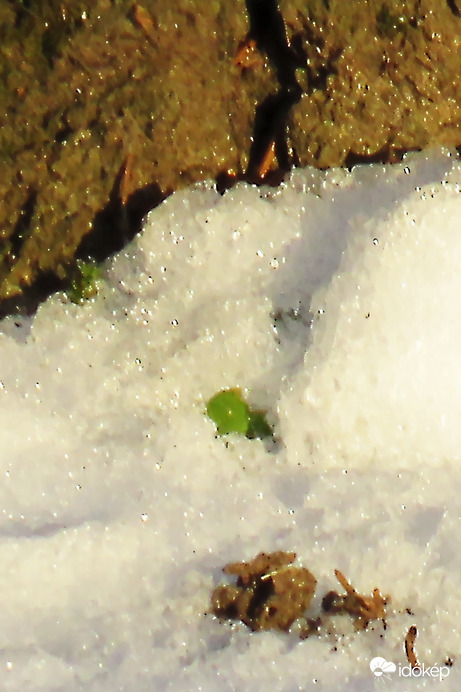 DÁNY, A NYÍRFA TÖVÉNÉL ZÖLD LEVELECSKE -- 2026 01 18