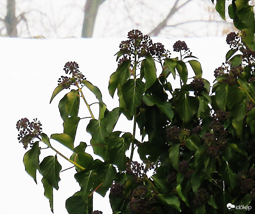 DÁNY, DE LÁTOD AMOTT A TÉLI VILÁGOT -- 2026 01 23