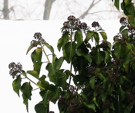 DÁNY, DE LÁTOD AMOTT A TÉLI VILÁGOT -- 2026 01 23