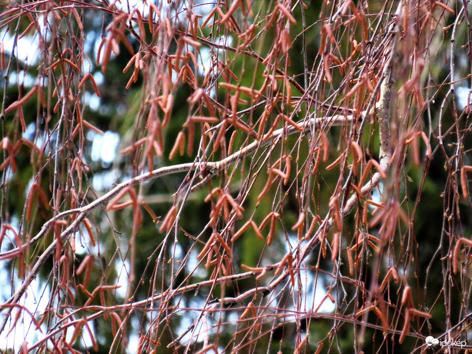 DÁNY, A NYÍRFA EGY RÉSZLETE A ZORD IDŐK UTÁN -- 2026 01 23