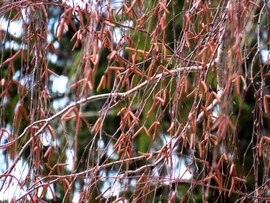 DÁNY, A NYÍRFA EGY RÉSZLETE A ZORD IDŐK UTÁN -- 2026 01 23