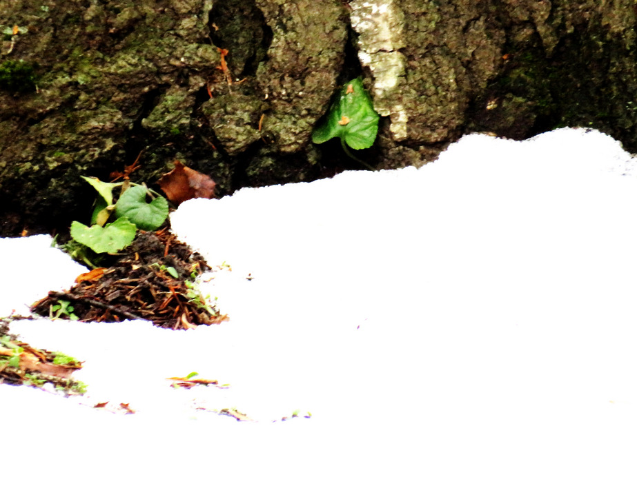 DÁNY, NAPI JELENTÉS A NYÍRFA TÖVÉNÉL A FEJLEMÉNYEKRŐL -- 2026 01 25