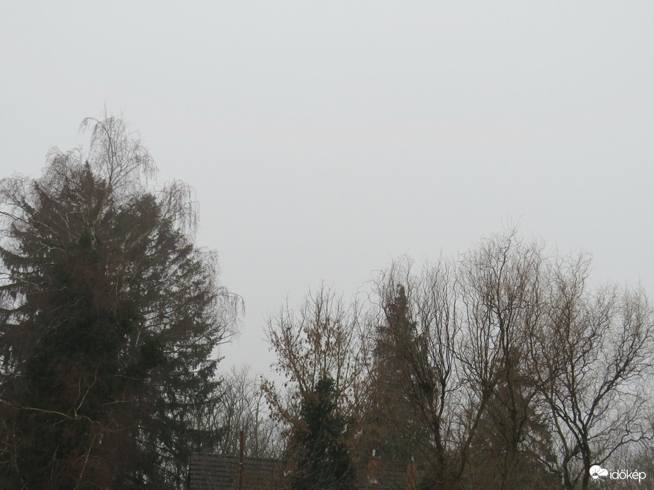 DÁNY, TÉLI SZÉPSÉGÜKET ELVESZTETT FÁK-- 2026 01 26 reggel