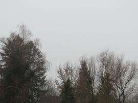 DÁNY, TÉLI SZÉPSÉGÜKET ELVESZTETT FÁK-- 2026 01 26 reggel