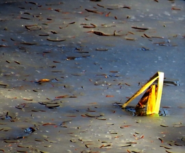 DÁNY, MEGTÖRVE A TAVI JÉGBEN --2026 01 27 délután