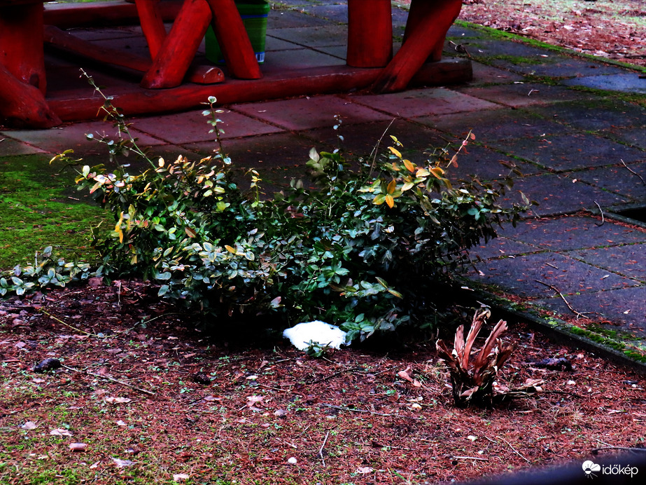 DÁNY, A BUJDOKLÓ HÓDARABKA -- 2026 01 28 délben