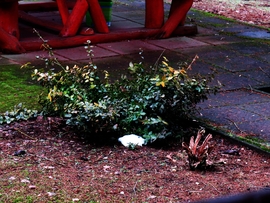 DÁNY, A BUJDOKLÓ HÓDARABKA -- 2026 01 28 délben