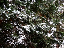 DÁNY, NÉMI HÓVAL KÖSZÖNT BE A FEBRUÁR -- 2026 02 01 reggel