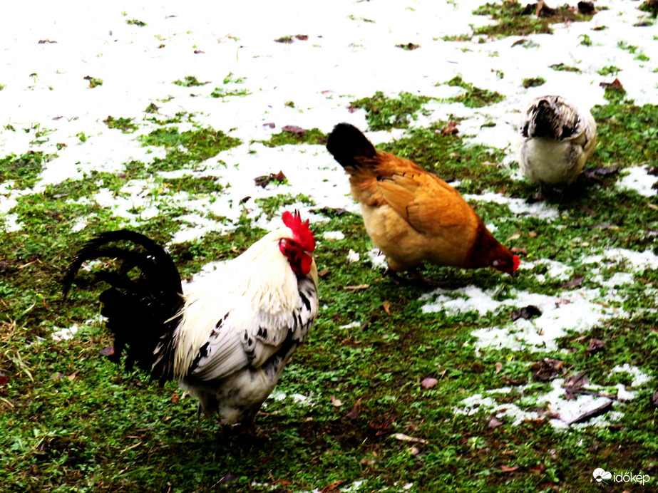 DÁNY, MI SEM SZERETJÜK A ZORD IDŐT -- 2026 02 04 délután