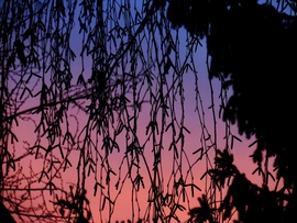 DÁNY, NAPKELTE FÉNYEI A NYÍRFA MÖGÖTT -- 2026 02 24