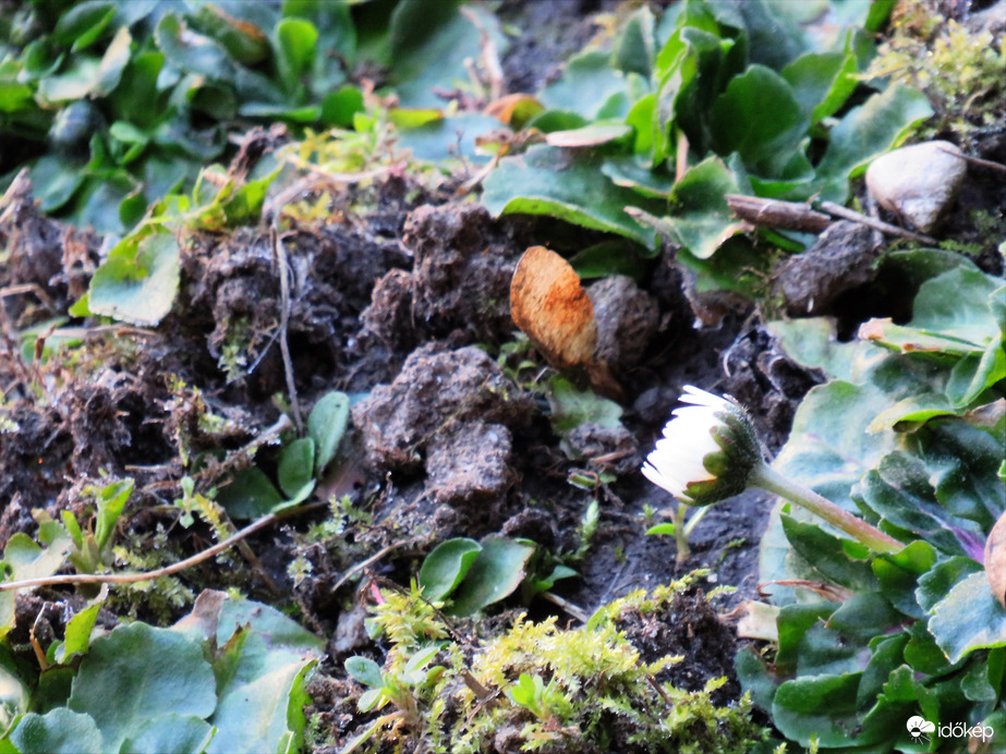 DÁNY, VAJON MI ZAJLIK A TALAJBAN 2026 MÁRCIUS ELSEJÉN?