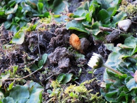 DÁNY, VAJON MI ZAJLIK A TALAJBAN 2026 MÁRCIUS ELSEJÉN?