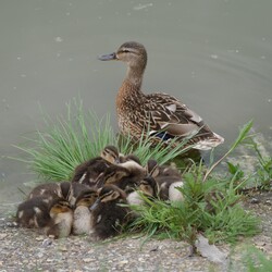 Pihenő 