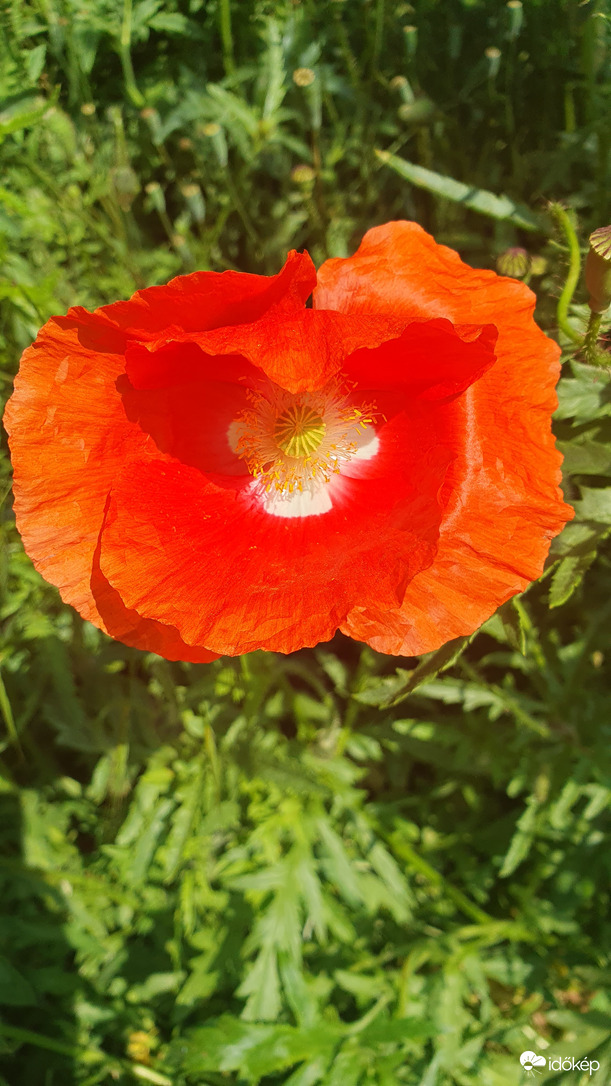 Papaver rhoeas American Legion