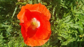 Papaver rhoeas American Legion