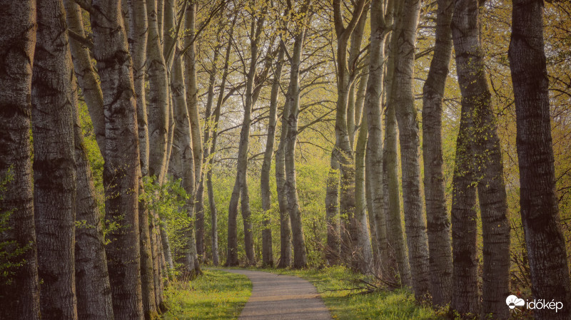 Erdő útján