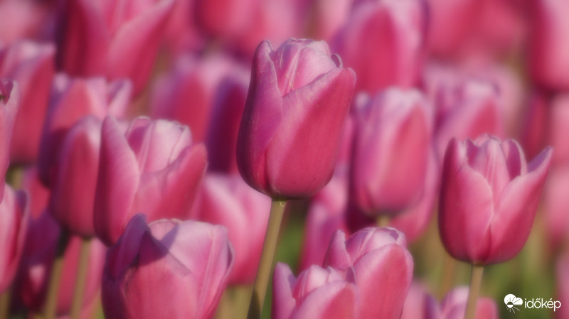 Rózsaszín tulipán