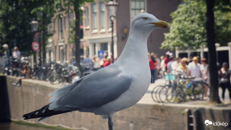 "Elmélkedő" sirály.