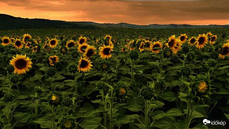 Napkedvelő növények