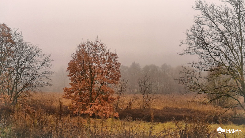 Még vannak leveleim