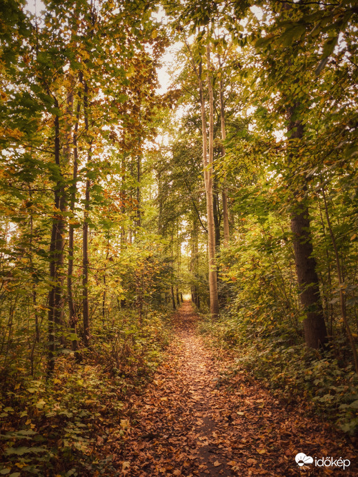 Az ősz ösvényében