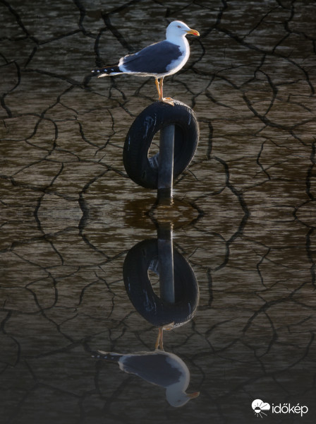 Sirály - Máskép(ben)