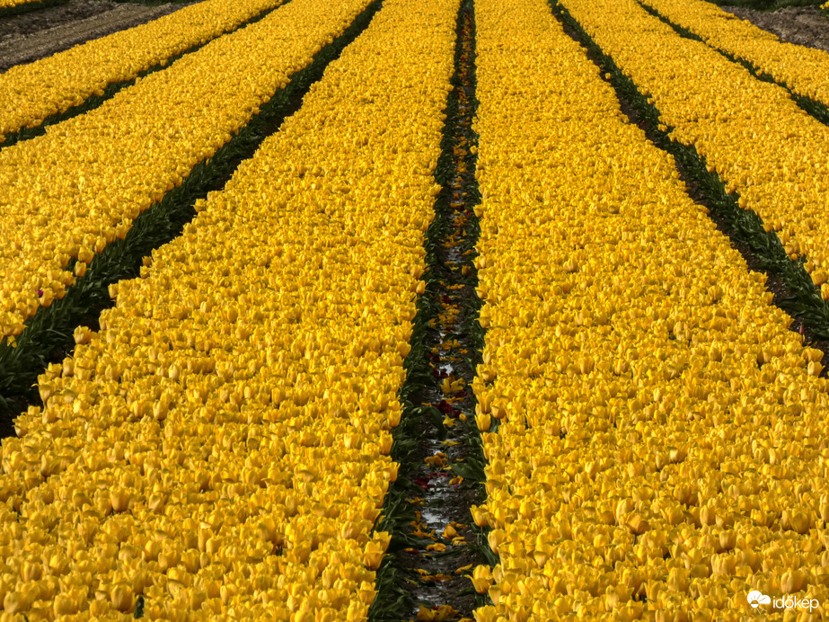 Sárga tulpenroute