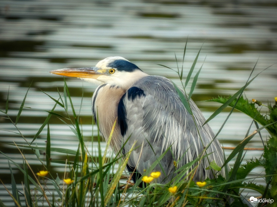 Szürke gém a folyóparton