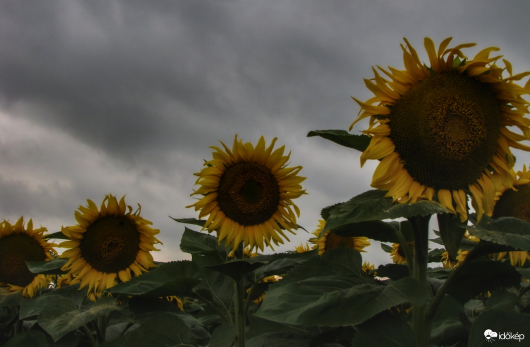 Szomorú időben is vidáman