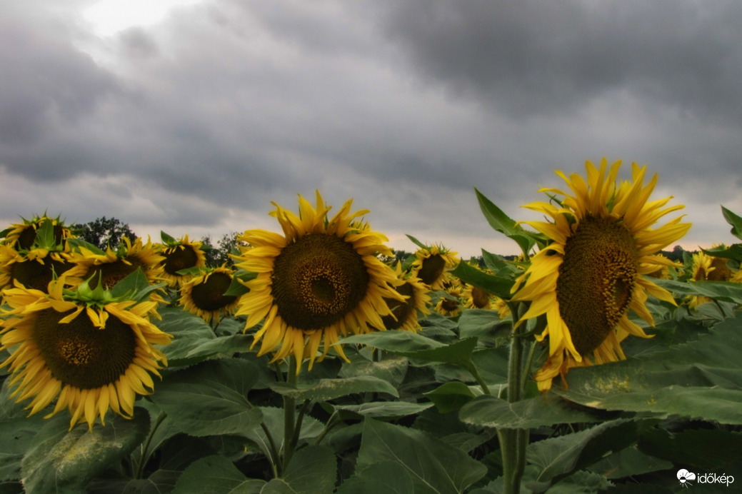 Szomorú időben is vidáman