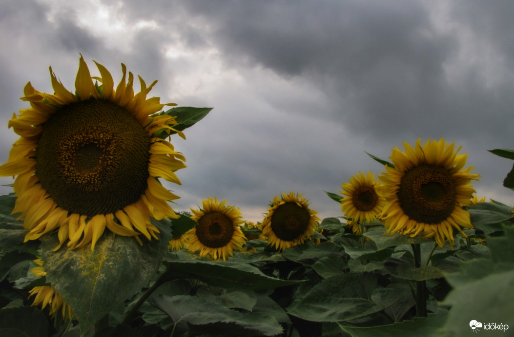 Szomorú időben is vidáman