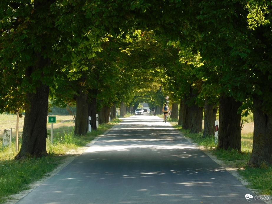Hűsölés a lipóti vadgesztenyesor alatt!