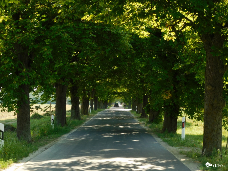 Hűsölés a lipóti vadgesztenyesor alatt!