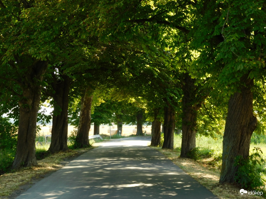 Hűsölés a lipóti vadgesztenyesor alatt!